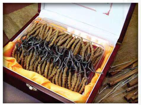 乌达冬虫夏草回收